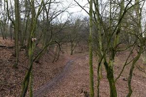 Late autumn, forest photo