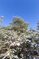 ramas cubiertas de nieve y un tronco con agujas de pino en nevadas invernales, primeros planos y detalles de un bosque en la naturaleza foto