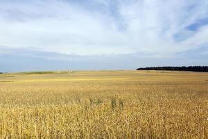 summer landscape, field photo