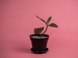 Potted houseplant in a pink background are clean and minimalist style. photo