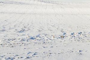 foto de nieve, primer plano