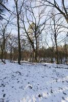 Winter forest, close up photo