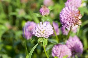 Red clover, field photo