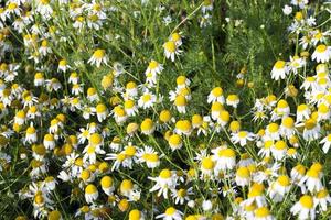 agricultural field with daisies photo