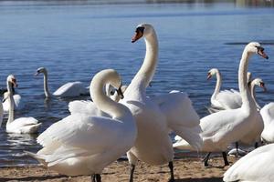 lake or river with swans that came ashore photo