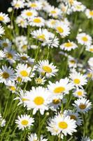 white daisy ,spring photo