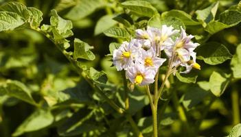 potato field ,  Belarus photo