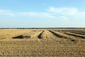 cereal harvest field photo