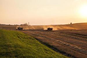 cereal harvest. Sunset photo