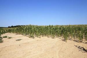 Corn field, summer photo