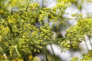 Umbrellas of dill, field photo