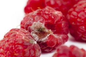 Red ripe raspberries photo