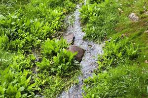 small stream, green grass photo