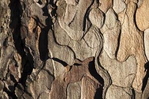 Bark of pine, close up photo