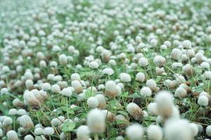 Selective focus on crowded of white blossom amaranth flowers in the wide filed with defocued foreground and background of blossom flowers photo