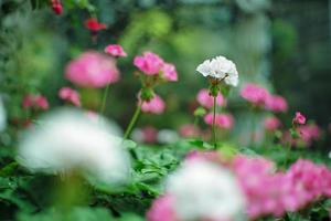 Selective focus on bouquet of white blossom flowers in the farm with defocued foreground and background of blossom flowers photo