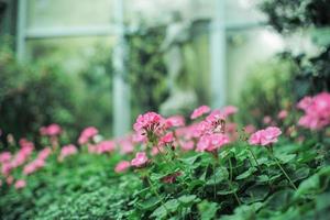 Selective focus on bouquet of pink blossom flowers in the farm with defocused foreground and background of blossom flowers photo