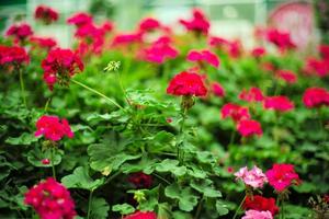 Selective focus on bouquet of red blossom flowers in the farm with defocused foreground and background of blossom flowers photo