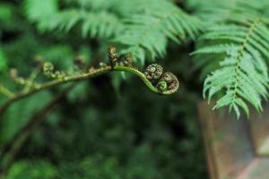 Selective focus on the sprout of plant with defocused leaves of fern in background photo