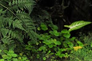 Selective focus on the leaves of fern tree with defocused green bushes in background photo