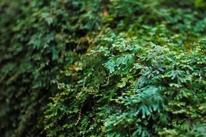 Selective focus on the green leaf of bushes with defocused background of plantation of tree. photo