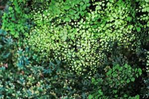 Selective focus on the many little green leaves under defocused foreground of small leaves photo