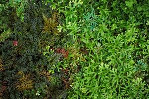 vista superior multitud de pequeños arbustos y prados crecen en el suelo. textura abstracta y fondo de hierba y planta en vista aérea foto