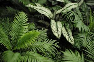 Selective focus on the leaf of tree with defocused background of plantation of tree. photo