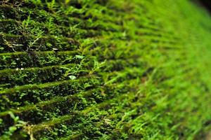 Closeup moss and fern grow on the surface of bricklayer wall with blurred green background photo