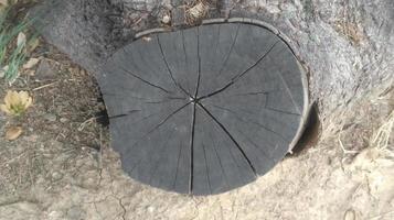 Trees, leaves and stumps in the park photo