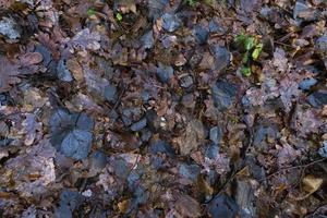 Rotting foliage of maple photo