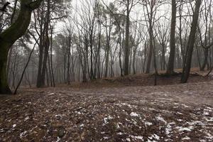 Autumn forest without trees photo