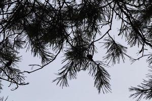 Winter forest, close up photo