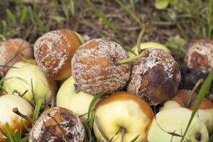 cosecha estropeada de manzanas foto