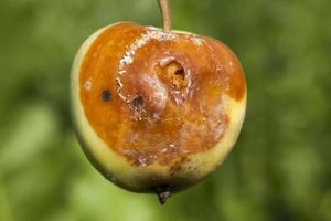 cosecha de manzanas estropeadas foto