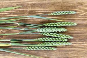 green ears of wheat photo