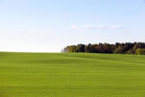 green field and forest photo