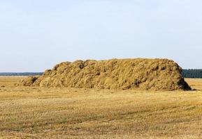 long stack of straw photo