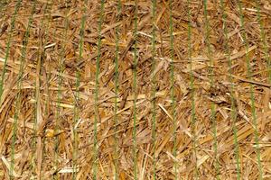 straw of wheat photo