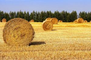 many straw stacks photo