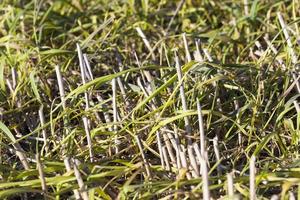 grass and wheat photo