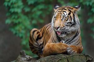 Sumatran tiger on log photo