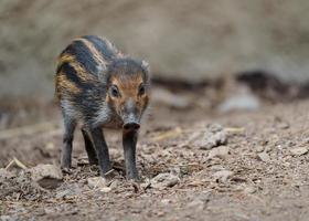 cerdo verrugoso de Visayan foto