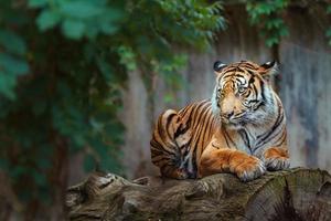 Sumatran tiger on log