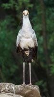 Portrait of Secretarybird photo