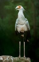 Portrait of Secretarybird photo