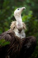 Griffon vulture in zoo photo