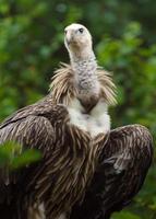 Griffon vulture in zoo photo