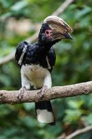 Trumpeter Hornbill on branch photo