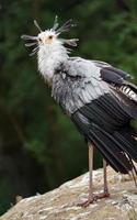 Portrait of Secretarybird photo